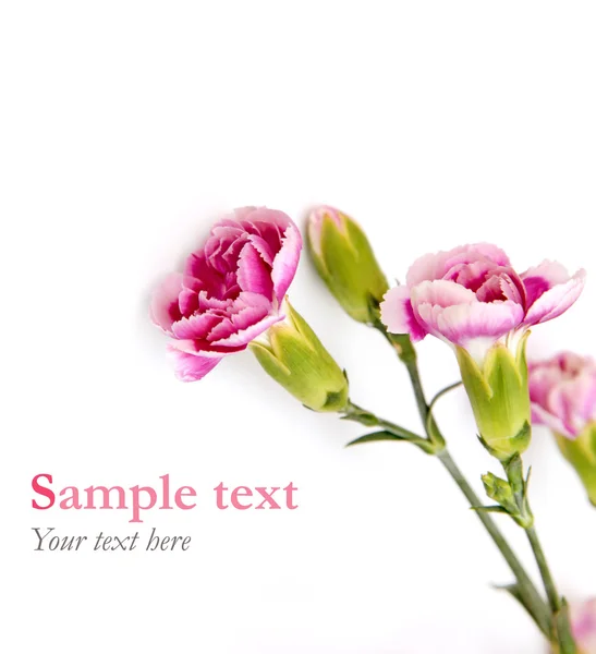 Ροζ λουλούδια σε λευκό με δείγμα κειμένου (στυλ minimal) — Φωτογραφία Αρχείου