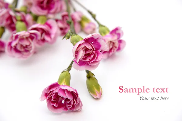 Pink flowers on white background with sample text (minimal style) — Stock Photo, Image