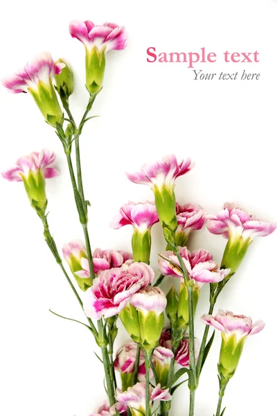 Ροζ λουλούδια σε λευκό φόντο με δείγμα κειμένου — Φωτογραφία Αρχείου