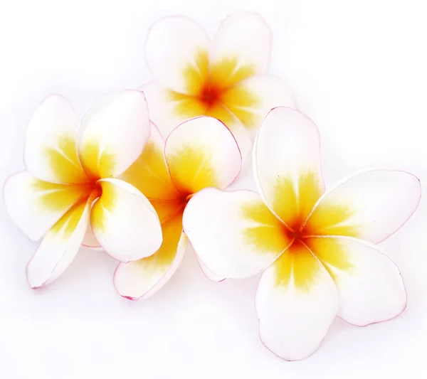 Plumeria flowers, white flowers — Stock Photo, Image