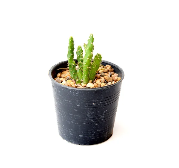 Cactus in pot — Stock Photo, Image