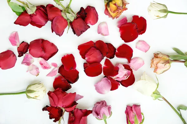 Dry roses flower on white background — Stock Photo, Image