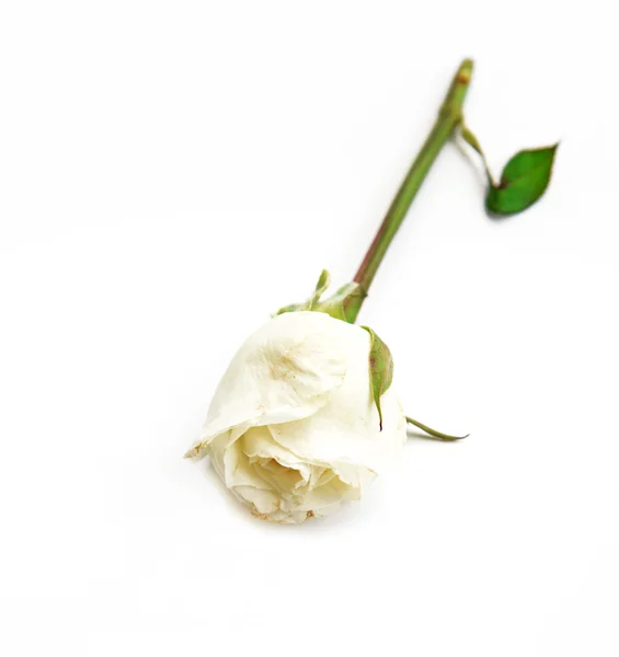 Singola rosa bianca su sfondo bianco — Foto Stock