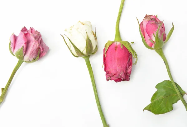 Rosas secas isoladas em branco — Fotografia de Stock