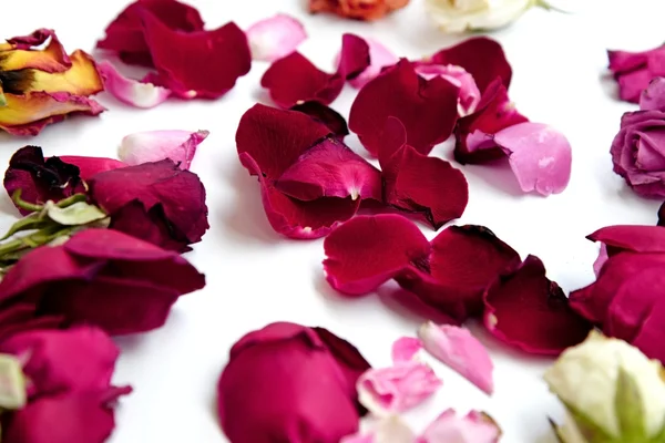 Fiori di rose secche su sfondo bianco — Foto Stock