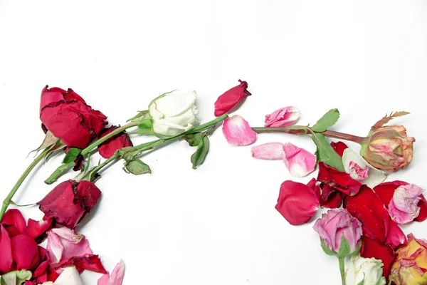 Rosas coloridas secas no fundo branco — Fotografia de Stock