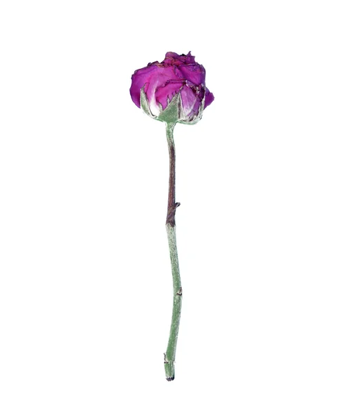 Faded rose isolated on white background — Stock Photo, Image