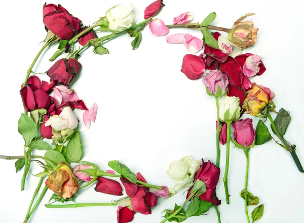 Dry roses frame on white background — Stock Photo, Image