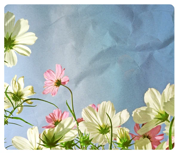 Cosmos flower in the field, soft light on old paper texture. (Vintage) — Stock Photo, Image