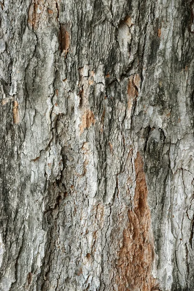 Vieil arbre écorce fond — Photo