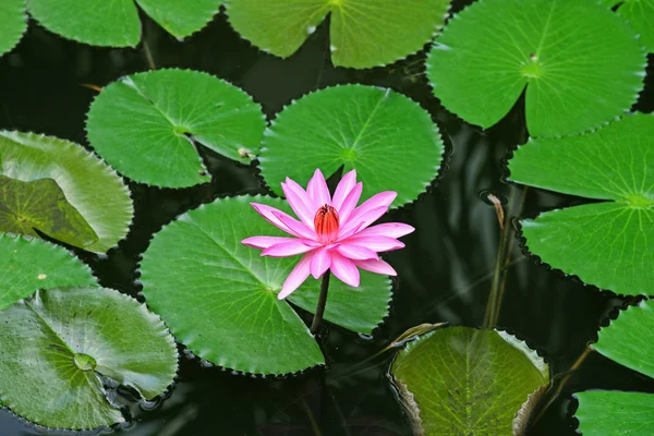 Pink lotus with space on green lotus leaves — Stock Photo, Image