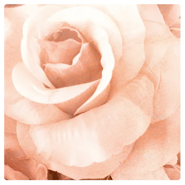 Fiore vintage, rosa con sfondo carta texture — Foto Stock