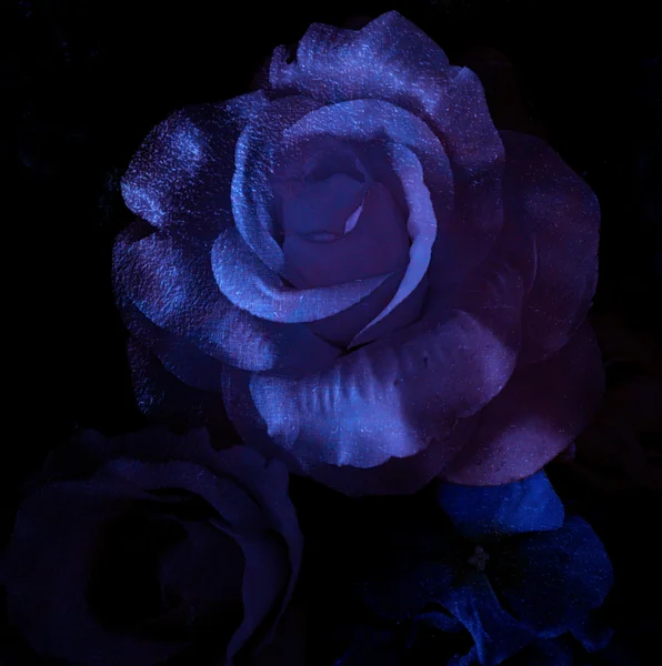 Magia róża, ciemny niebieski róża (Alice jest róża) — Zdjęcie stockowe