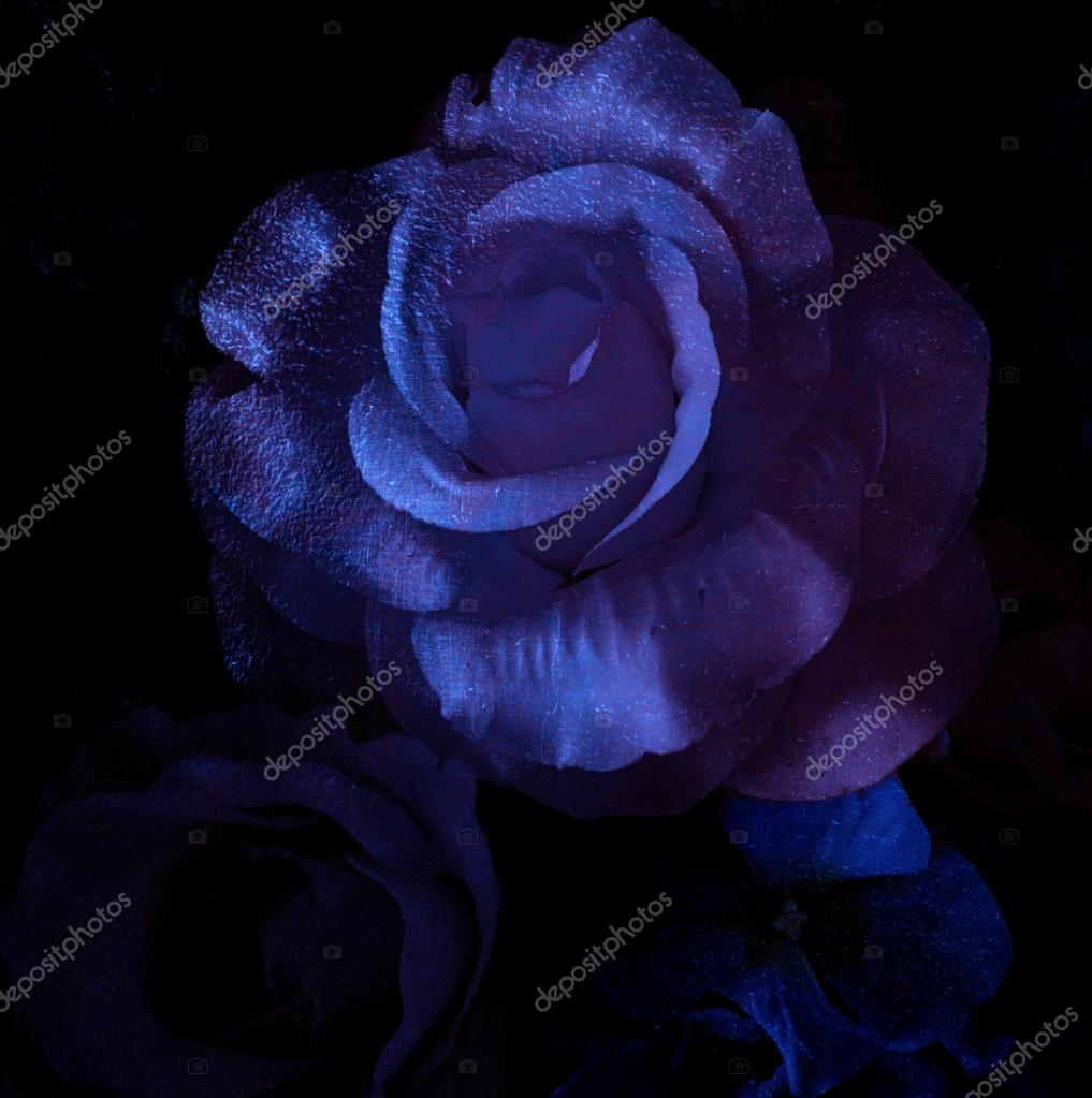 Rosa mágica, rosa azul escuro (rosa de Alice ) — Foto © mimiandnanaa  #87068112, image size:1017x1023