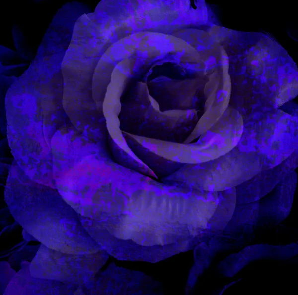 Pęknięty kwiat, stara róża, sztuka ciemny ton. — Zdjęcie stockowe
