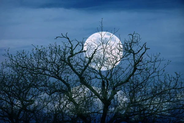 Heldere volle maan met spooky boom takken achtergrond — Stockfoto