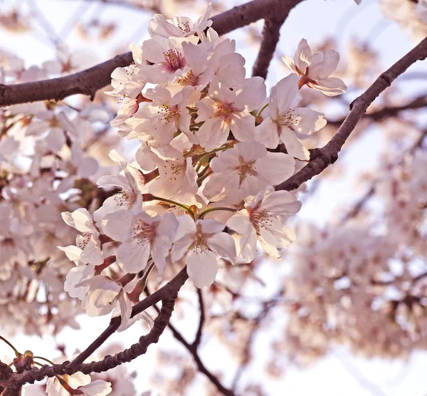 Cherry Blossom. Sakura flower season Background. — Stock Photo, Image