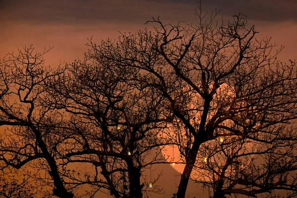 Luna llena brillante con espeluznantes ramas de árbol de fondo —  Fotos de Stock