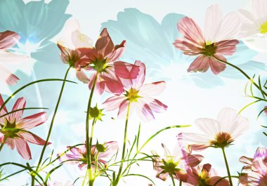 Double exposure of flower field in sunny day. clipart