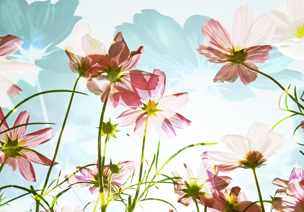 Double exposure of flower field in sunny day. — Stock Photo, Image