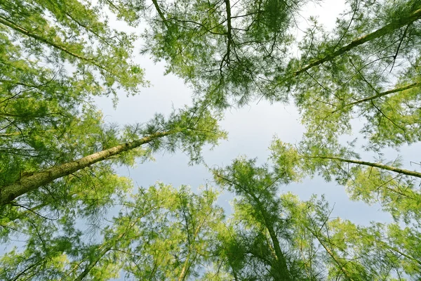 松木或在森林里的天空 — 图库照片