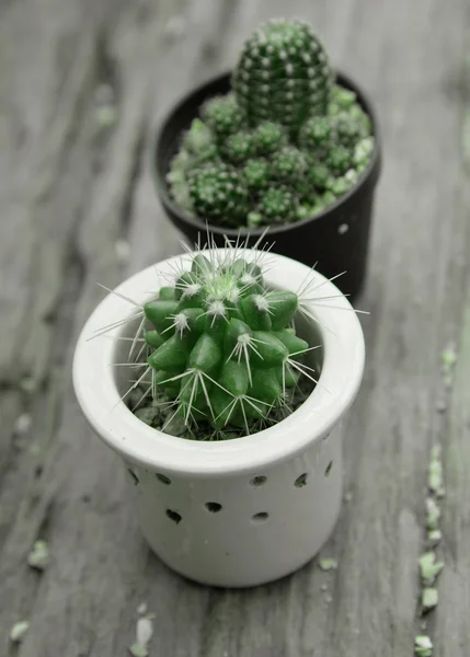 Cacto com espinhos no vaso — Fotografia de Stock