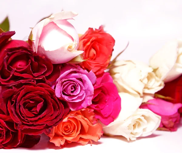 Rosas coloridas perto no fundo branco — Fotografia de Stock