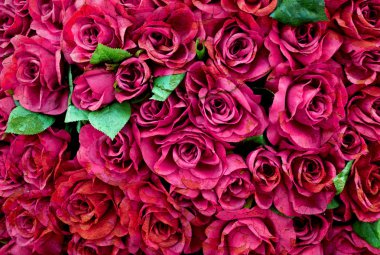 Kırık çiçek, arka plan için eski güller. (Sevgililer)