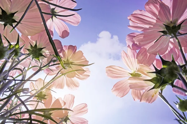 Dvojitá expozice květinové pole v slunečný den. — Stock fotografie