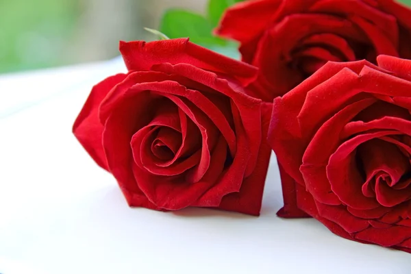 Red rose flower close up — Stock Photo, Image