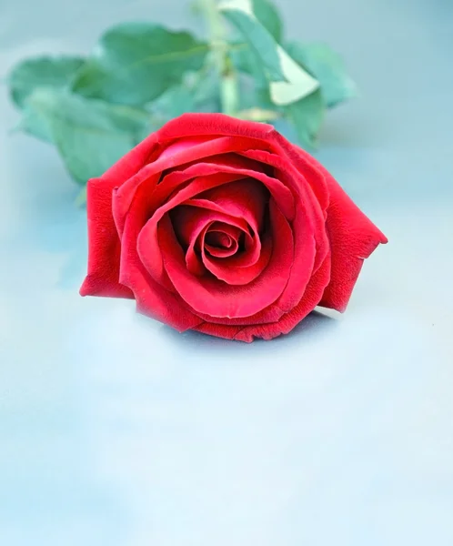 Röd ros blomma närbild — Stockfoto