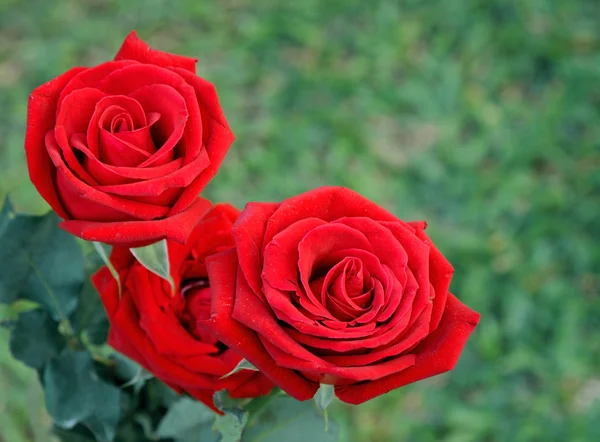 Rosa Rossa sul Ramo del Giardino — Foto Stock