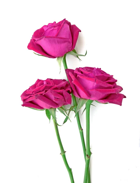 Valentine gift of pink roses isolated white — Stock Photo, Image