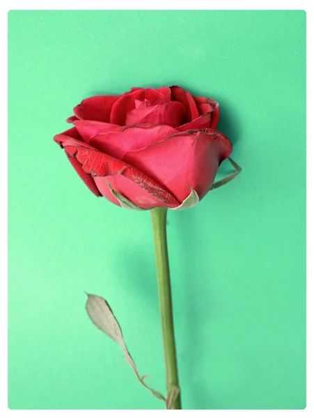 Fleur rose rétro rouge sur vert — Photo