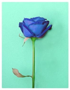 Yeşil zemin üzerine Mavi gül çiçek