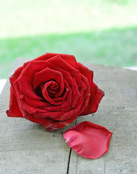 Rosa rossa sul tavolo di legno — Foto Stock