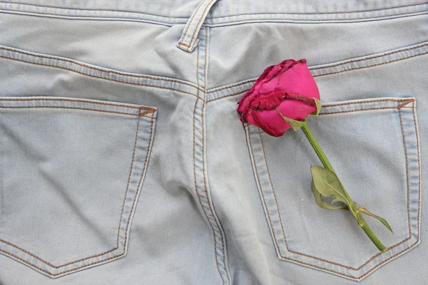 Pink rose on jeans background — Stock Photo, Image