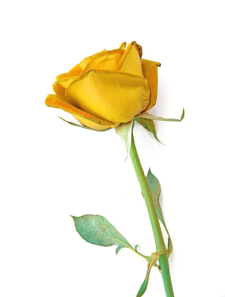 Rose jaune isolée sur fond blanc — Photo