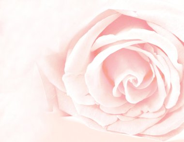 yumuşaklık pembe Pembe gül