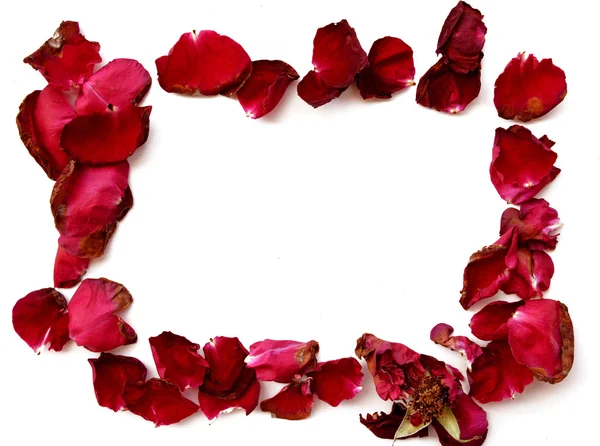 Dried red rose petals frame on white background — Stock Photo, Image