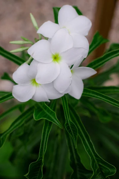 Gyönyörű Virág Világos Bájos Színekkel Hogy Élvezze Természet Minden Pompájában — Stock Fotó