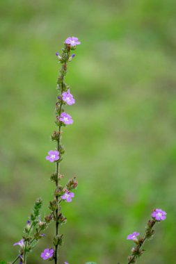 Tüm ihtişamıyla doğamızın tadını çıkaracak parlak ve büyüleyici renklere sahip güzel bir çiçek.