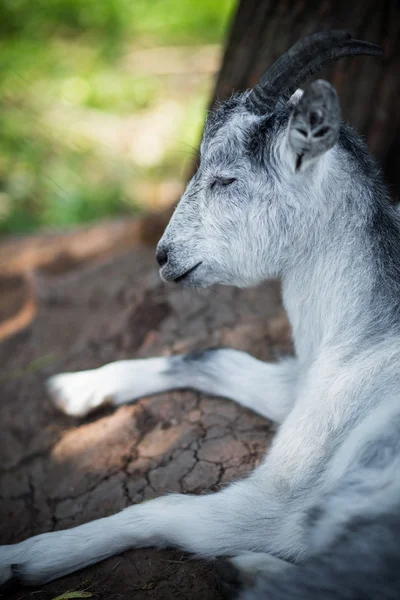 Retrato de cabra doméstica colocada bajo el árbol . — Foto de Stock