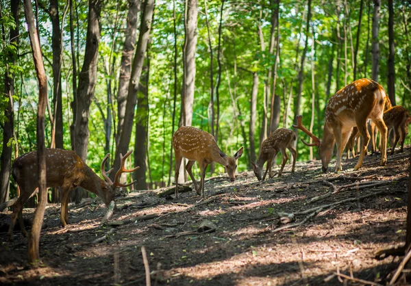Eine Herde gefleckter Hirsche im Wald. — Stockfoto