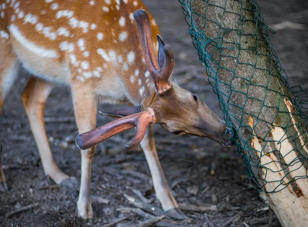 Gefleckter Hirsch frisst die Rinde des Baumes. — Stockfoto