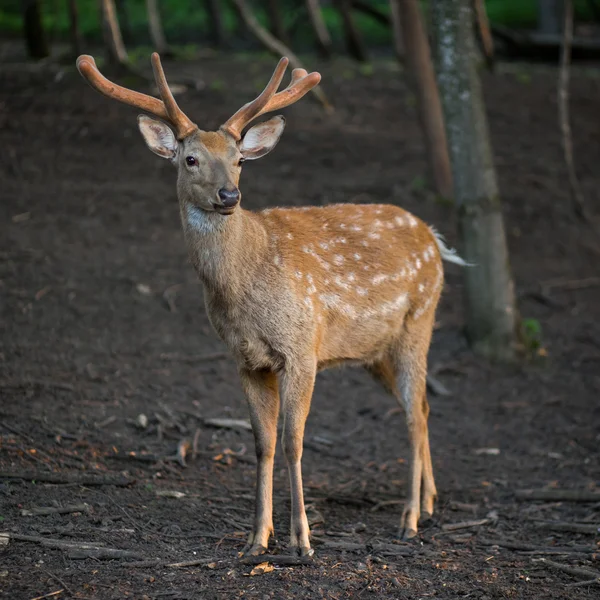 Il maschio di cervo inzuppato in piedi nella foresta . — Foto Stock