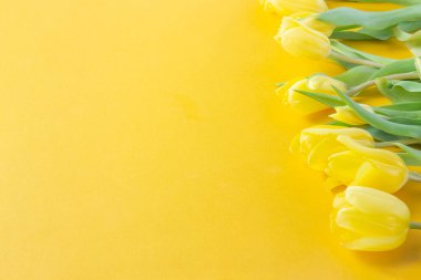 Sarı laleler sarı arka planda çiçek açar. Anneler Günü, doğum günü, sevgililer günü. Tatil kavramı. Baharın sembolü. Düz konum, üst görünüm, kopyalama alanı