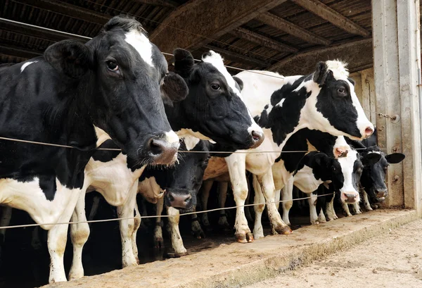 Fila de vacas leiteiras num celeiro — Fotografia de Stock