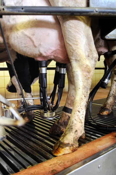 Automated milking in a dairy — Stock Photo, Image