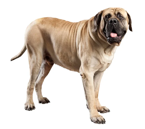 Grande cerbiatto cane mastino colorato isolato su bianco — Foto Stock